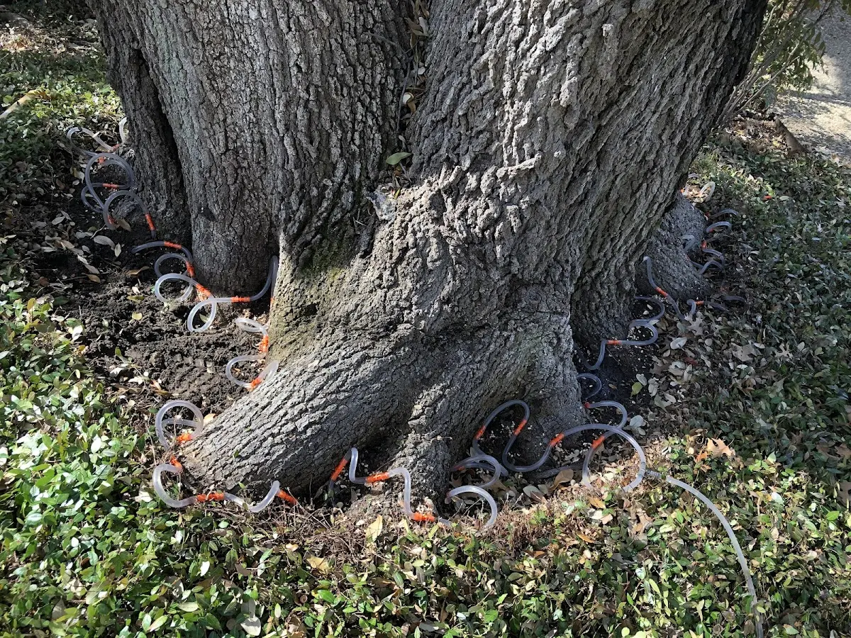 Detailed Tree Cabling and Bracing job site in Fordsville